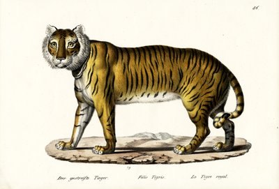 Königstiger, 1824 von Karl Joseph Brodtmann